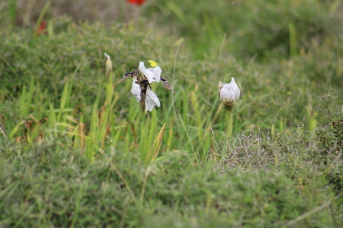 Image of Iris bismarckiana by (c) yelena_antipova, some rights reserved (CC BY)
