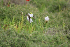Iris bismarckiana, photograph (c) yelena_antipova, some rights reserved (CC BY)