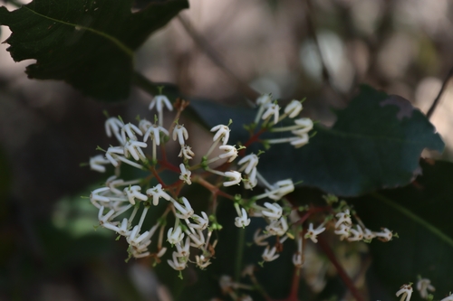 Torch tree (Ixora pavetta)