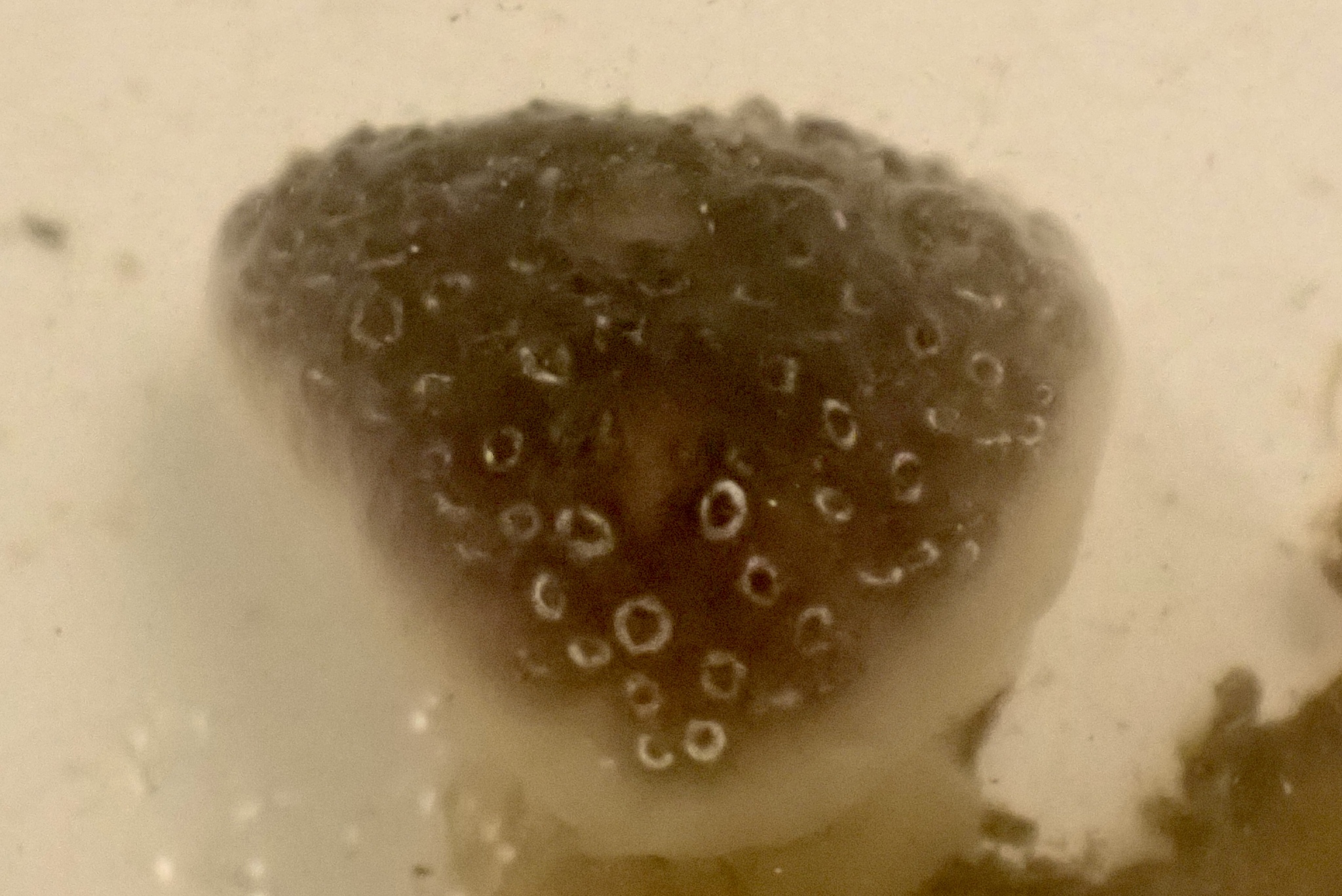 Distaplia bermudensis Van Name, 1902