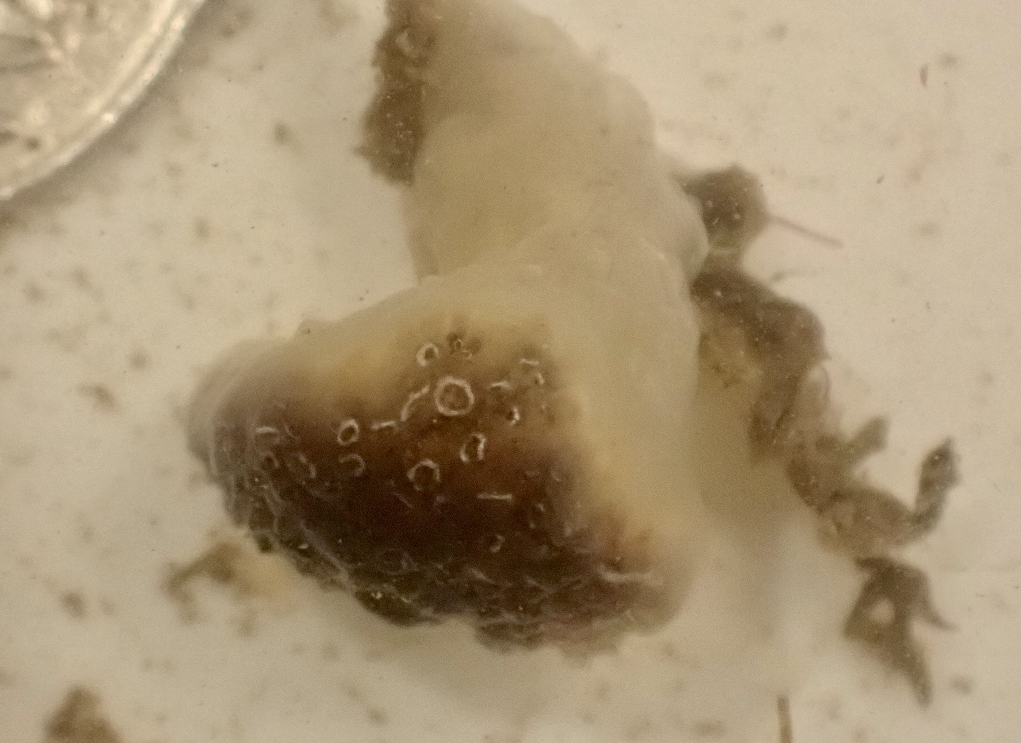 Distaplia bermudensis Van Name, 1902