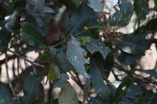 Image of Ixora pavetta by (c) Vikas D Prasad, some rights reserved (CC BY-SA)