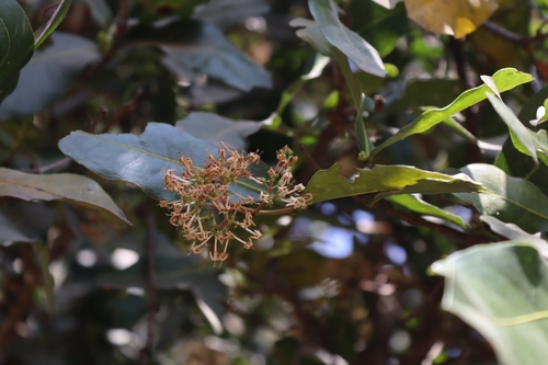 Image of Ixora pavetta by (c) Vikas D Prasad, some rights reserved (CC BY-SA)