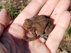 Anaxyrus americanus charlesmithi