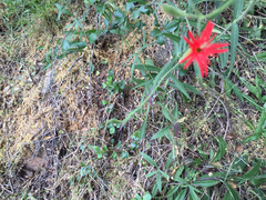 Silene laciniata laciniata