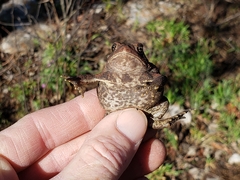 Anaxyrus americanus charlesmithi