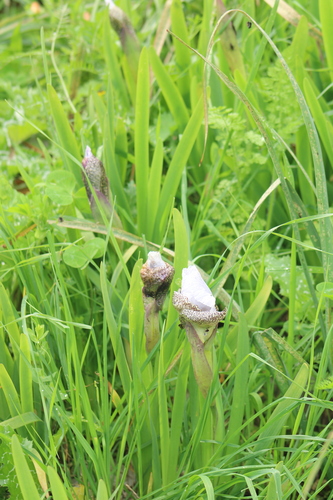 Iris bismarckiana, photograph 1