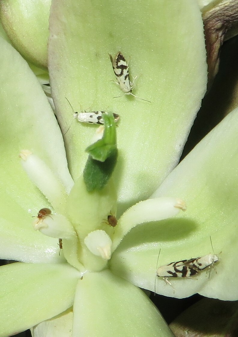 Falsas polillas de la yuca banana (Prodoxus y-inversus) en la flor de la yuca banana (Yucca baccata).