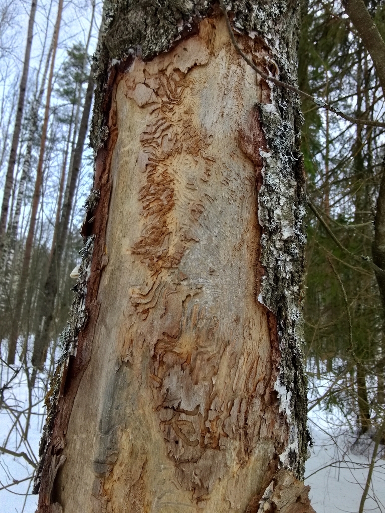 Birch Bark Beetle from Новгородская обл., Россия, 173520 on February 23 ...