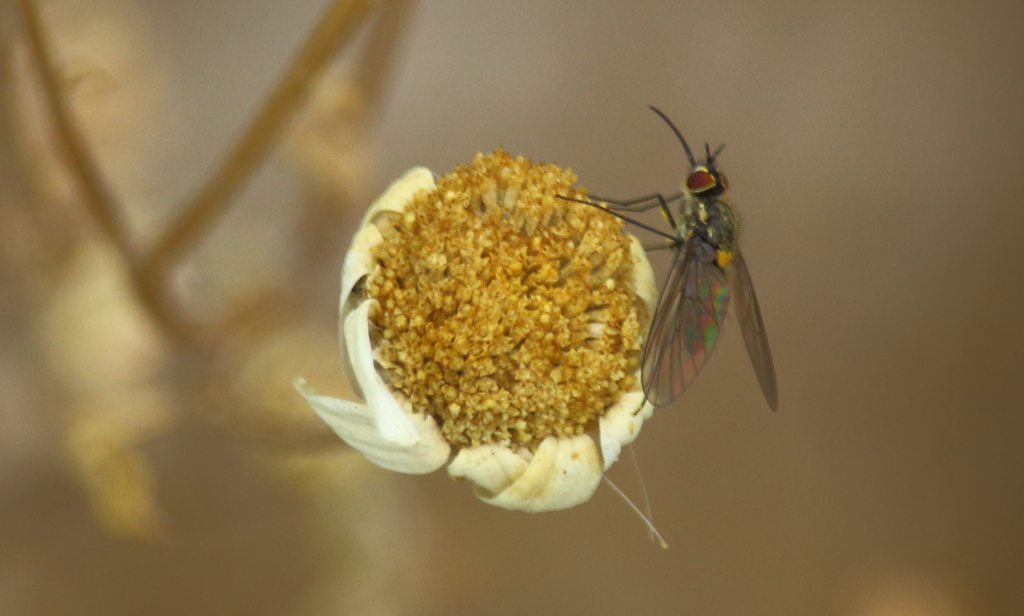 Phthiria homochroma