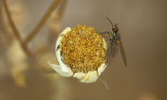 Phthiria homochroma