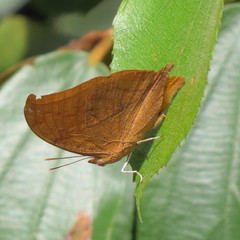 Charaxinae
