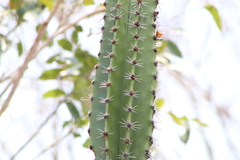 Pachycereus