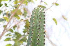 Pachycereus