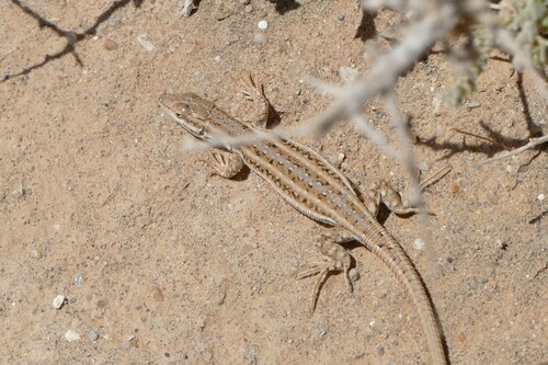 Olivier's Sand Lizard