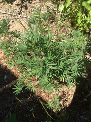 Lupinus arboreus