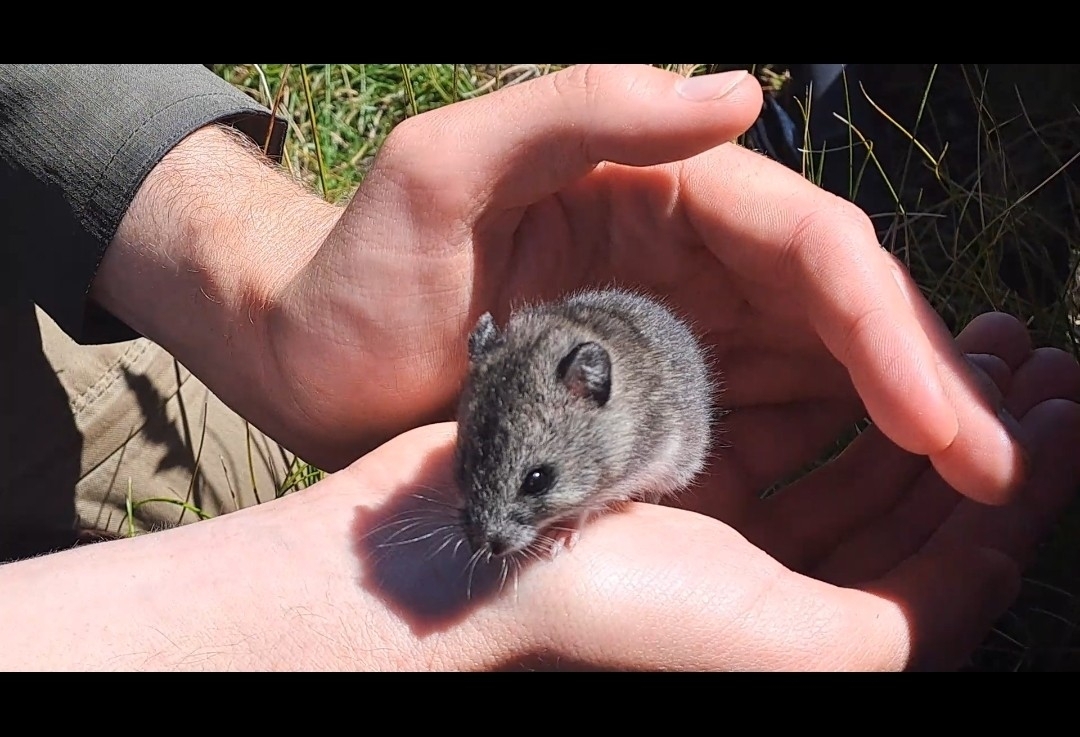 African White-Tailed Rat photo 2