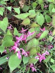 Epimedium