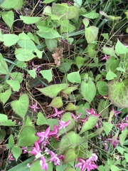 Epimedium