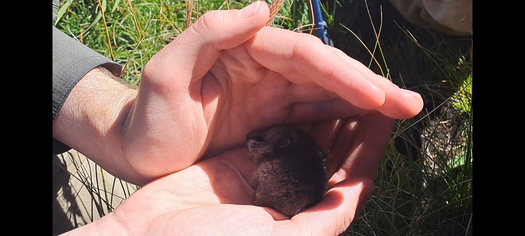 African White-Tailed Rat photo 3
