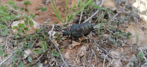 Meloe cavensis