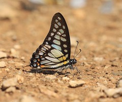 Graphium chironides