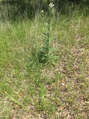 Hymenopappus artemisiifolius