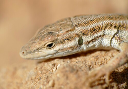 Olivier's Sand Lizard
