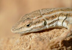 Oliver's Desert Racer photo 5