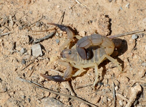 Androctonus australis