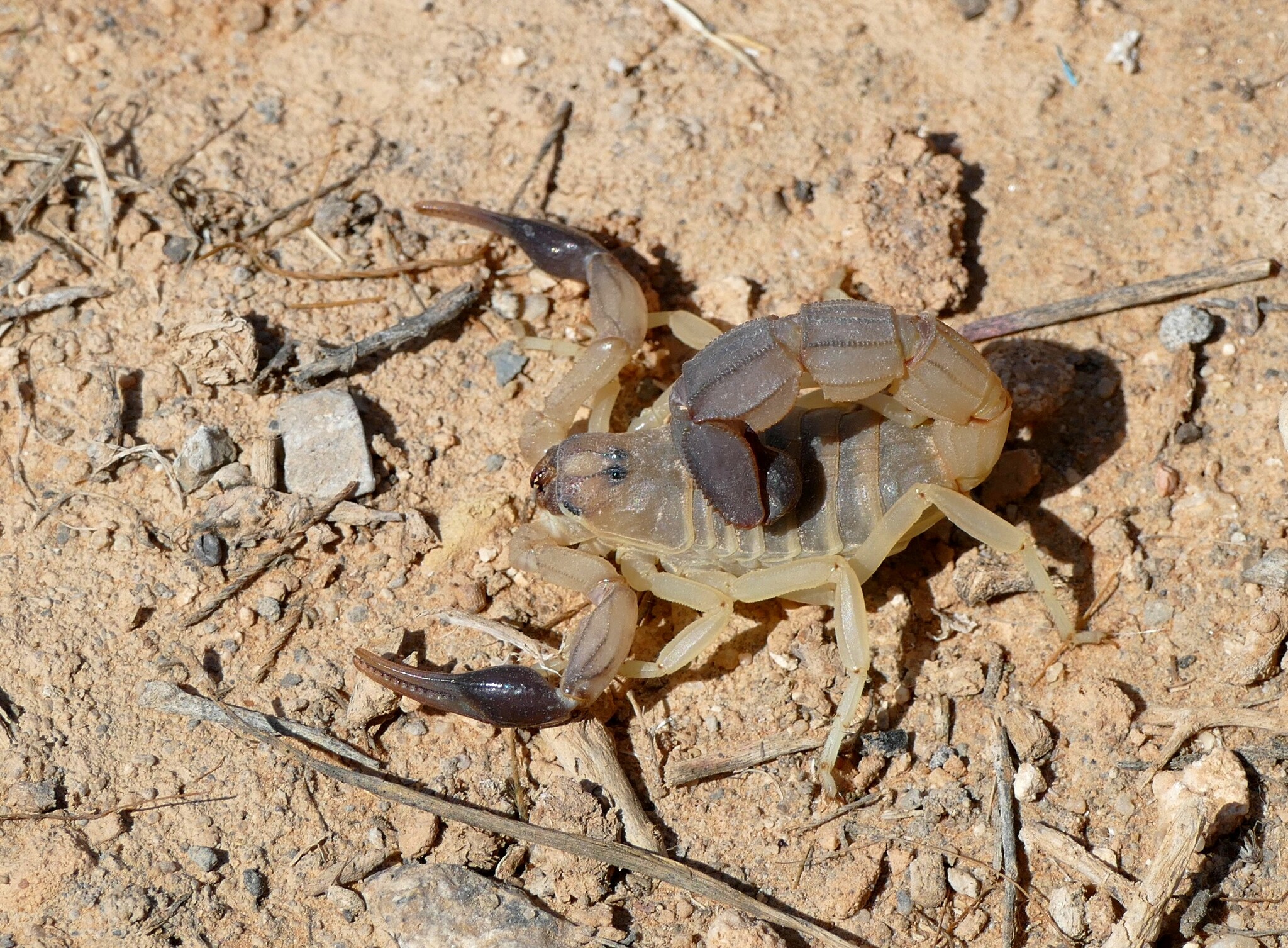 Androctonus australis