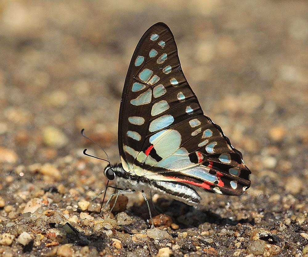 Common Jay Butterfly Graphium doson axion Clear Block Education Insect Specimen 