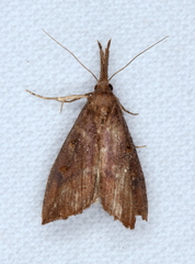 Hypena subvittalis