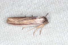 Prionopterina grammatistis