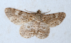 Cleora sabulata