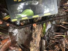 Microstoma floccosum