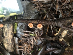 Microstoma floccosum