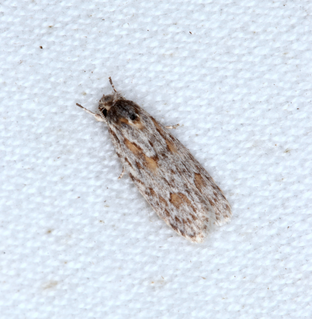 Phylomictis