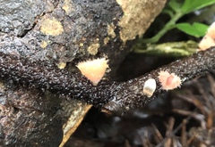 Microstoma floccosum