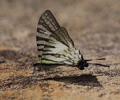 Graphium eurous