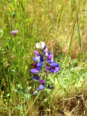 Lupinus nanus
