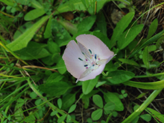 Calochortus uniflorus