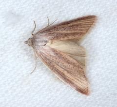 Prionopterina grammatistis