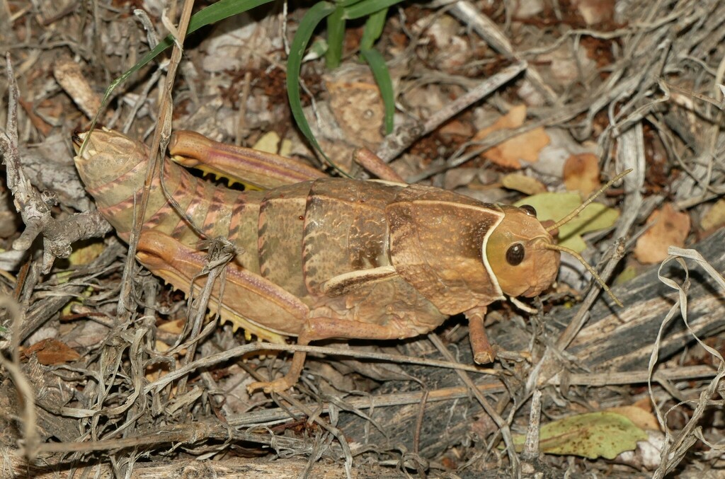 Pamphagus meridionalis