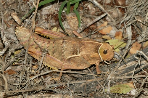 Pamphagus meridionalis