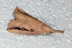 Hypena subvittalis