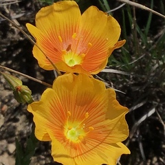 Linum berlandieri