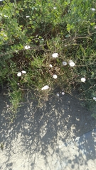 Malacothrix saxatilis