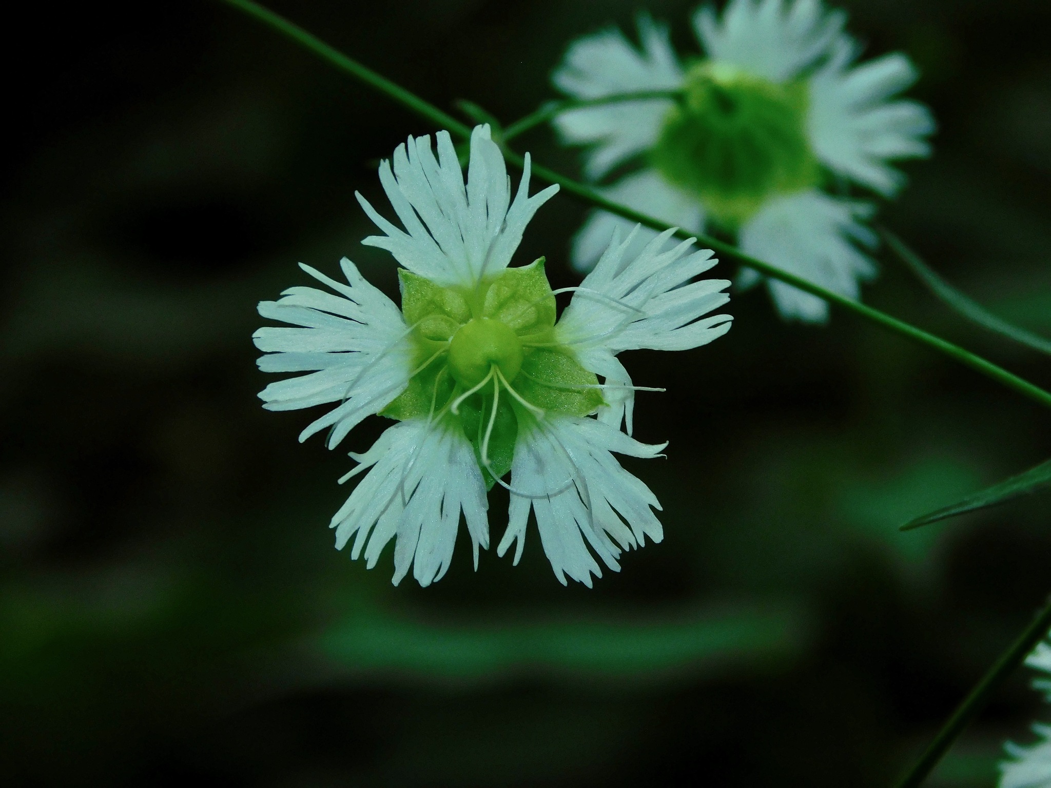 Silene stellata