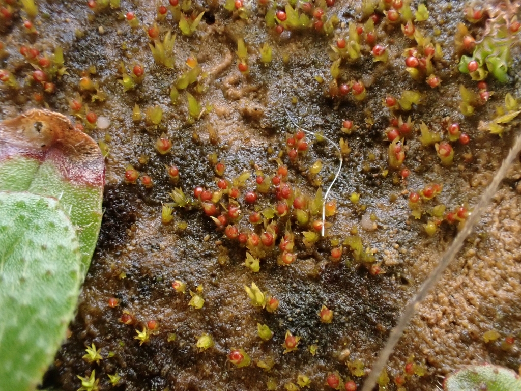 Aschisma
